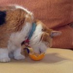 Can Cats Eat Mandarin Oranges?