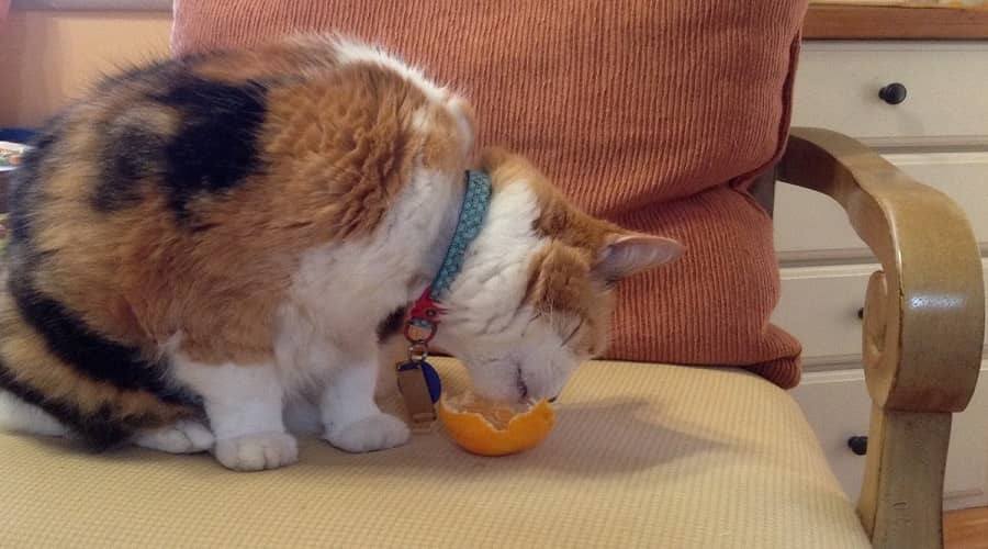 Can Cats Eat Mandarin Oranges?