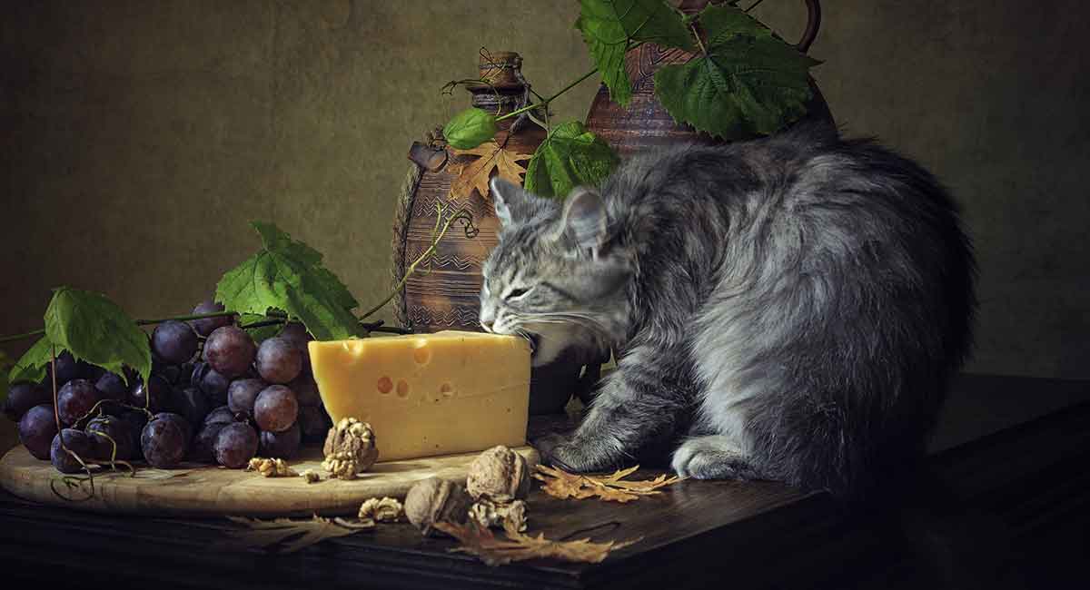 Can Cats Eat Mozzarella Cheese?