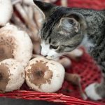 Can Cats Eat Mushrooms