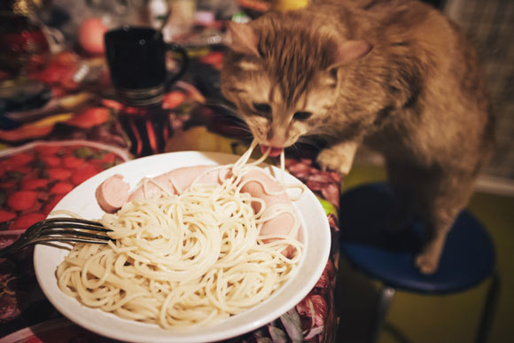 Can Cats Eat Noodles?