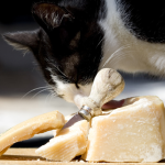 Can Cats Eat Parmesan Cheese?