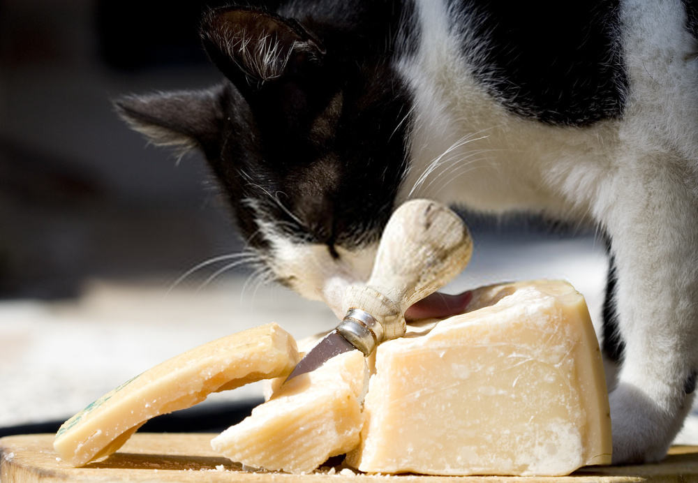 Can Cats Eat Parmesan Cheese?