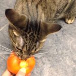 Can Cats Eat Persimmons?