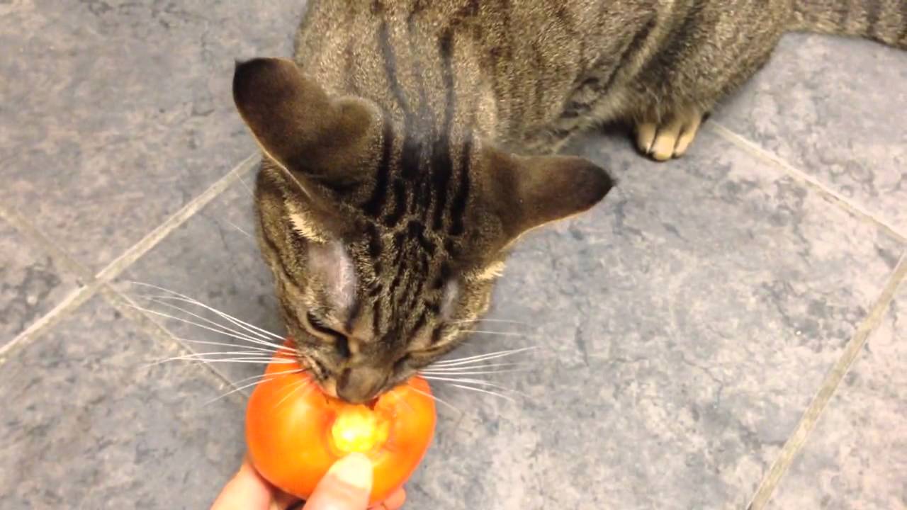 Can Cats Eat Persimmons?