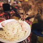 Can Cats Eat Ramen Noodles?