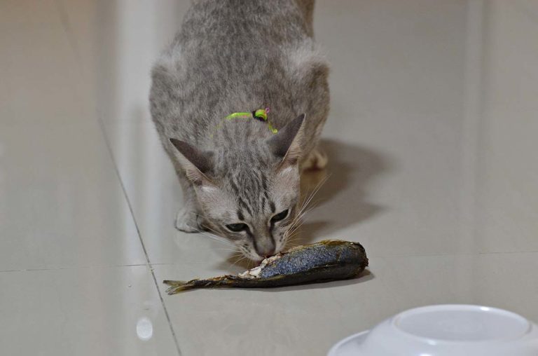 Can Cats Eat Raw Salmon Bones?