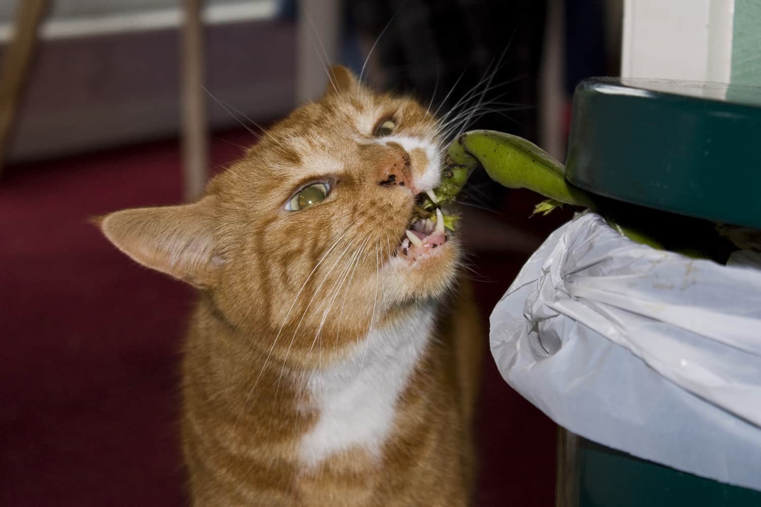 Can Cats Eat Refried Beans?