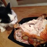 Can Cats Eat Rotisserie Chicken?