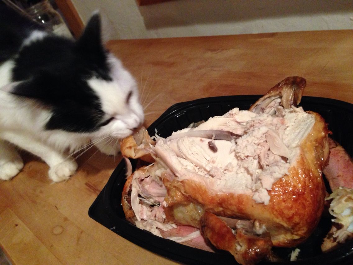 Can Cats Eat Rotisserie Chicken?