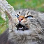Can Cats Eat Salmon Bones?