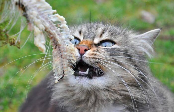 Can Cats Eat Salmon Bones?