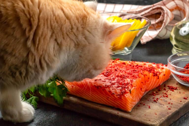 Can Cats Eat Salmon?