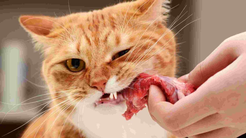 Can Cats Eat Steak?
