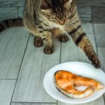 Can Cats Eat Tilapia?
