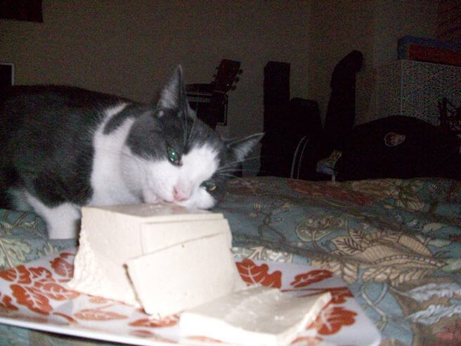 Can Cats Eat Tofu?
