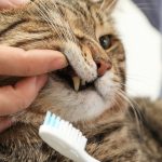 Can Cats Eat Toothpaste?