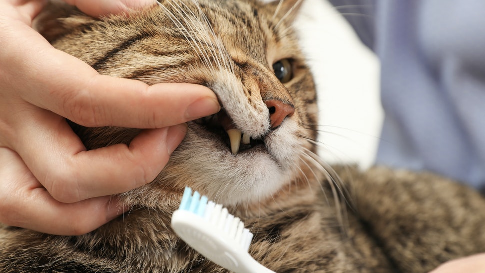 Can Cats Eat Toothpaste?