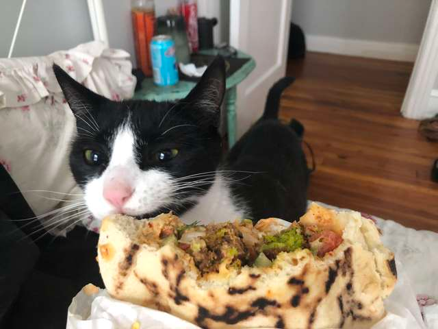 Can Cats Eat Tortilla Chips?