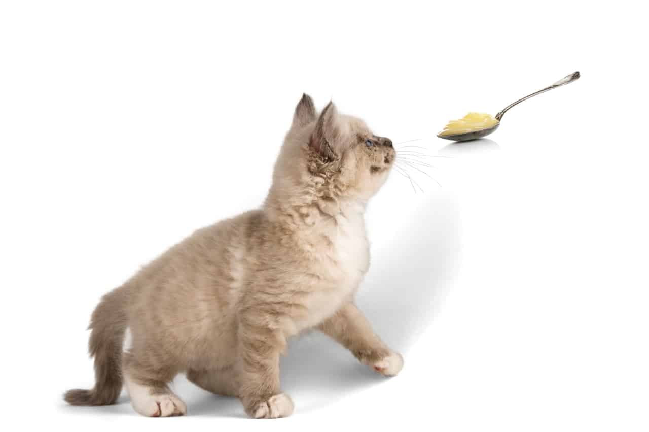Can Cats Eat Vanilla Pudding?