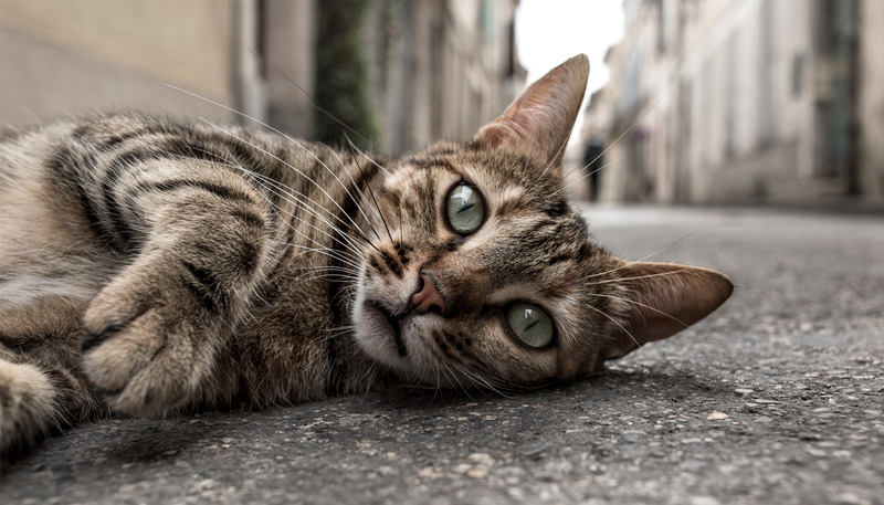 Can Cats Have Cream Cheese?