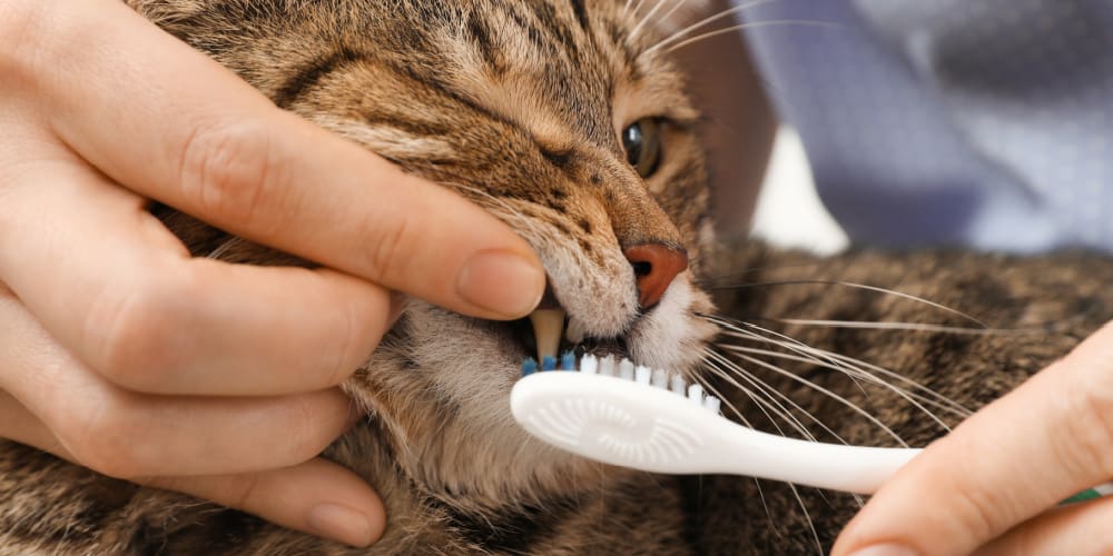 Can Kittens Use Non-Fluoride Toothpaste?