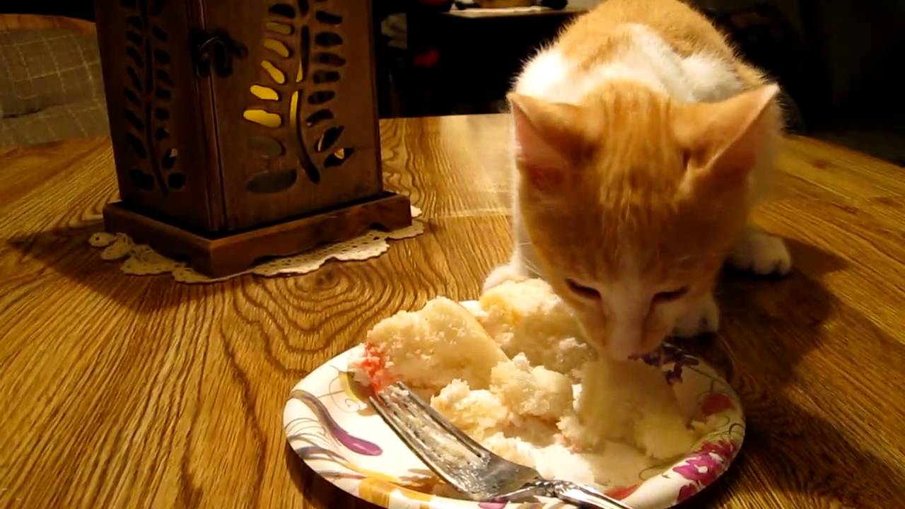 Can cats eat cheesecake?