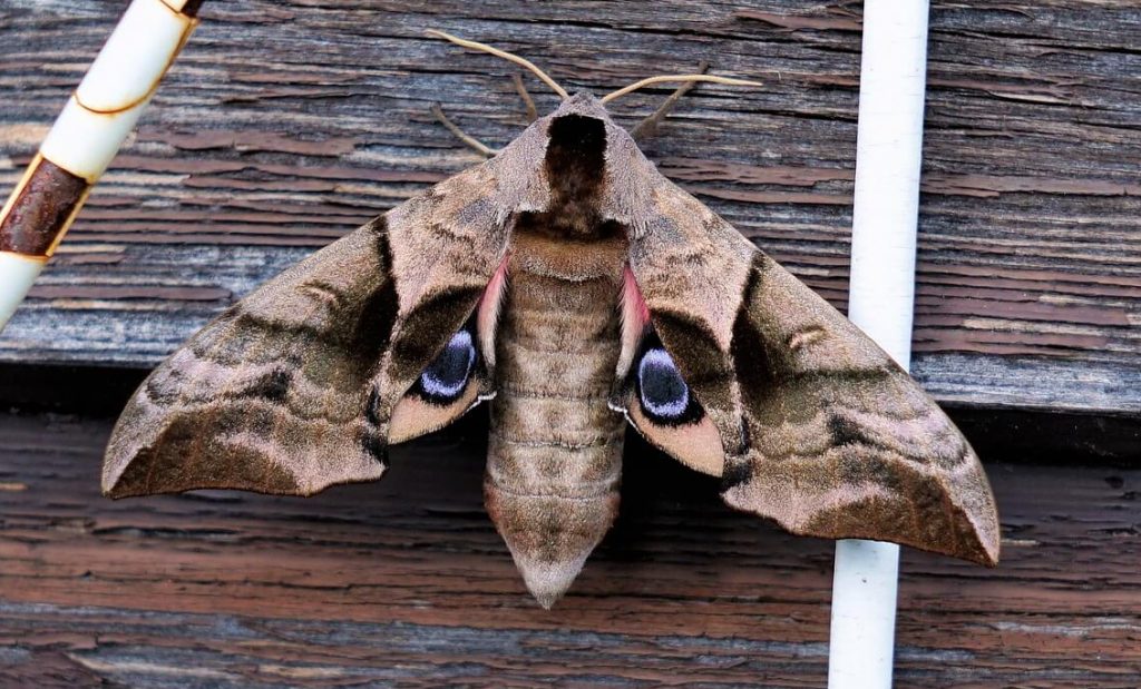 Can cats eat moths?