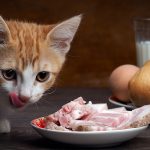 Can cats eat prosciutto?