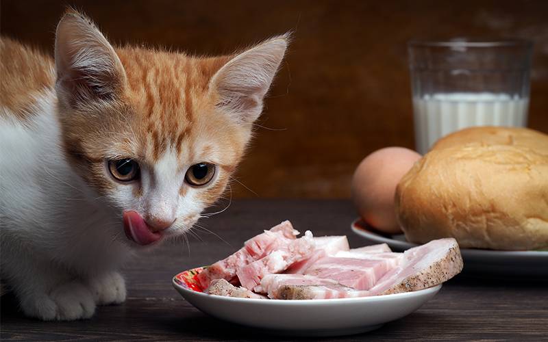 Can cats eat prosciutto?