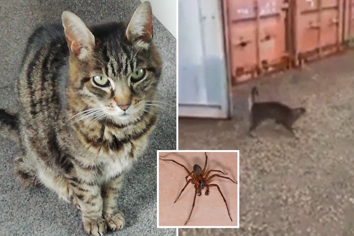 Do Cats Eat Spiders?