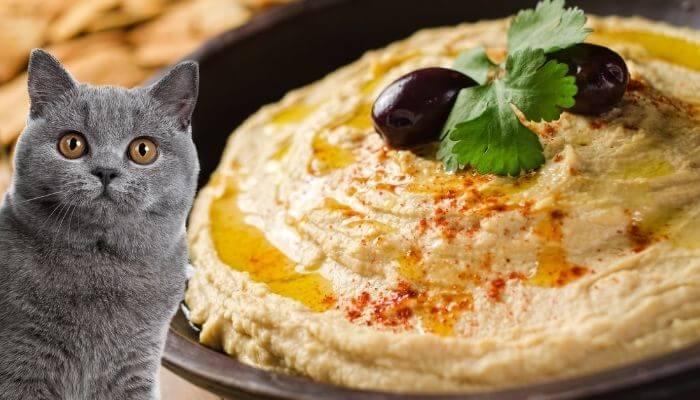 Do Cats Like Hummus?