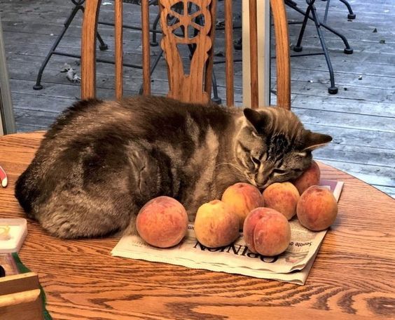 Health Benefits Of Feeding Peaches to Cats