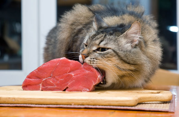 How Do You Prepare A Steak For A Cat?