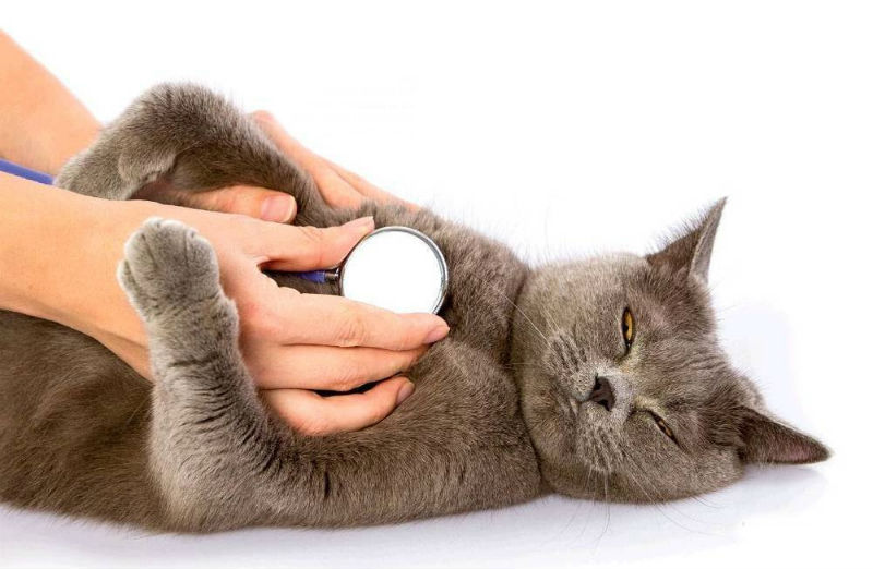 How Do You Treat a Cat with Asthma