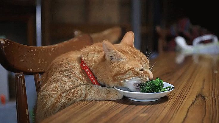 How Much Broccoli Can Cats Eat?