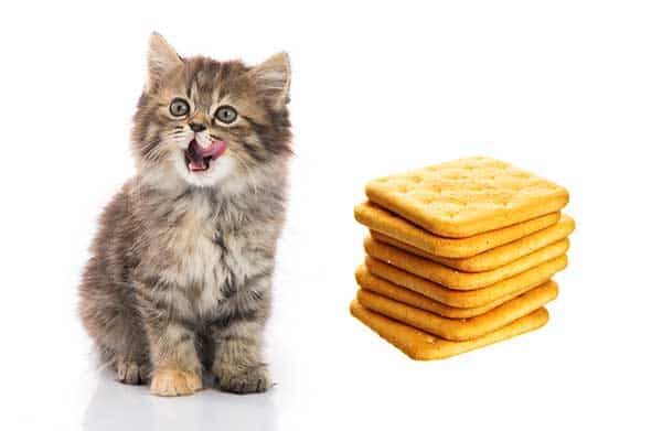 How to Feed Graham Crackers to your Cat