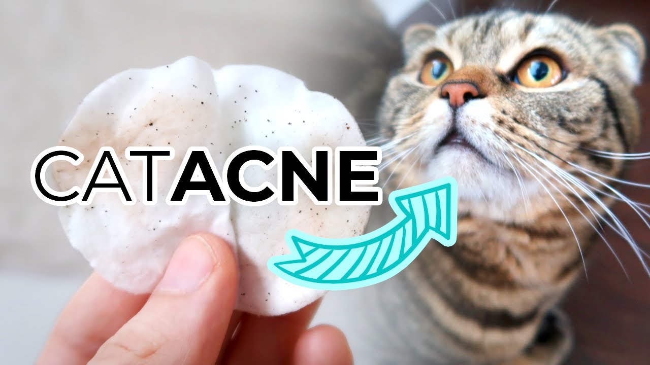 How to Treat Cat Acne