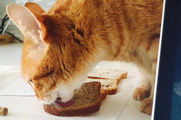 Is Banana Bread Good For Cats To Eat?