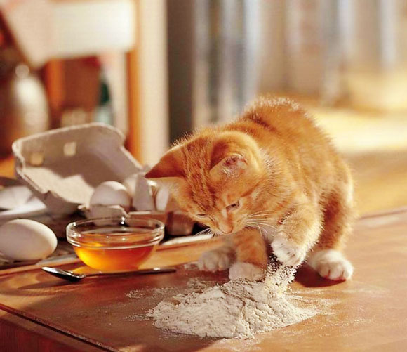 Is Flour Dangerous to Cats?