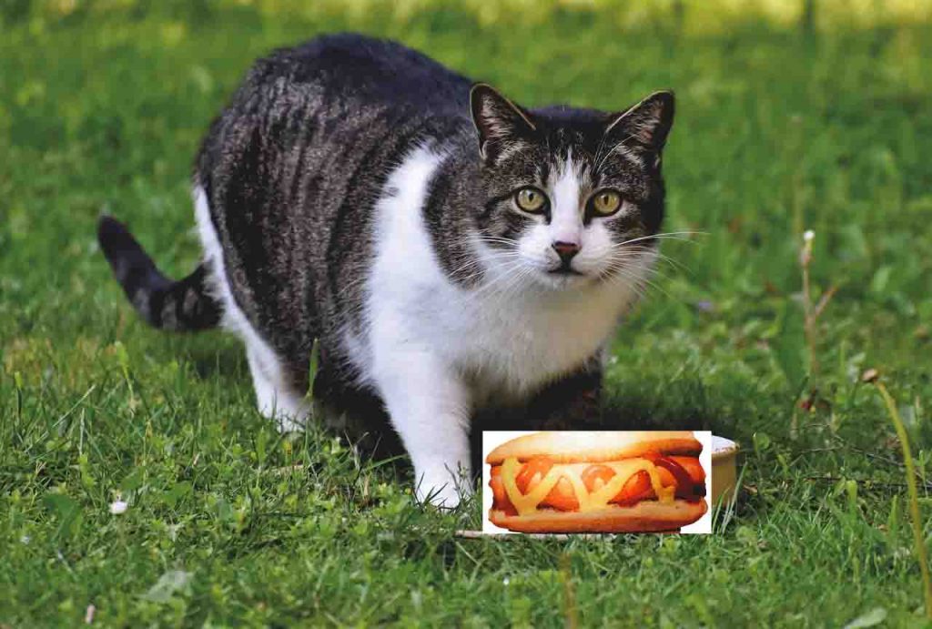Is It OK To Give Cats Hot Dogs?