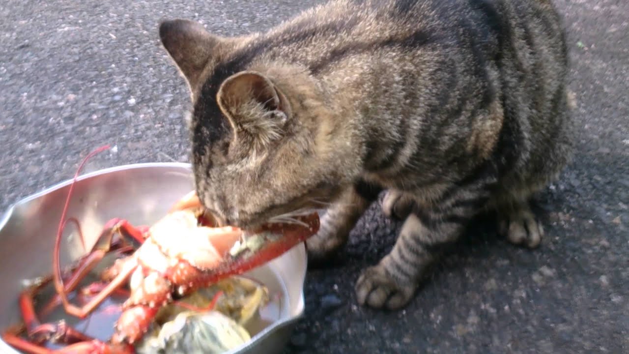 Is Lobster Safe For Cats?