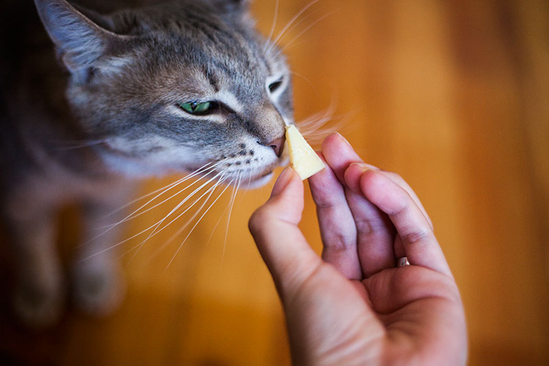 Is Parmesan Cheese OK For Cats?