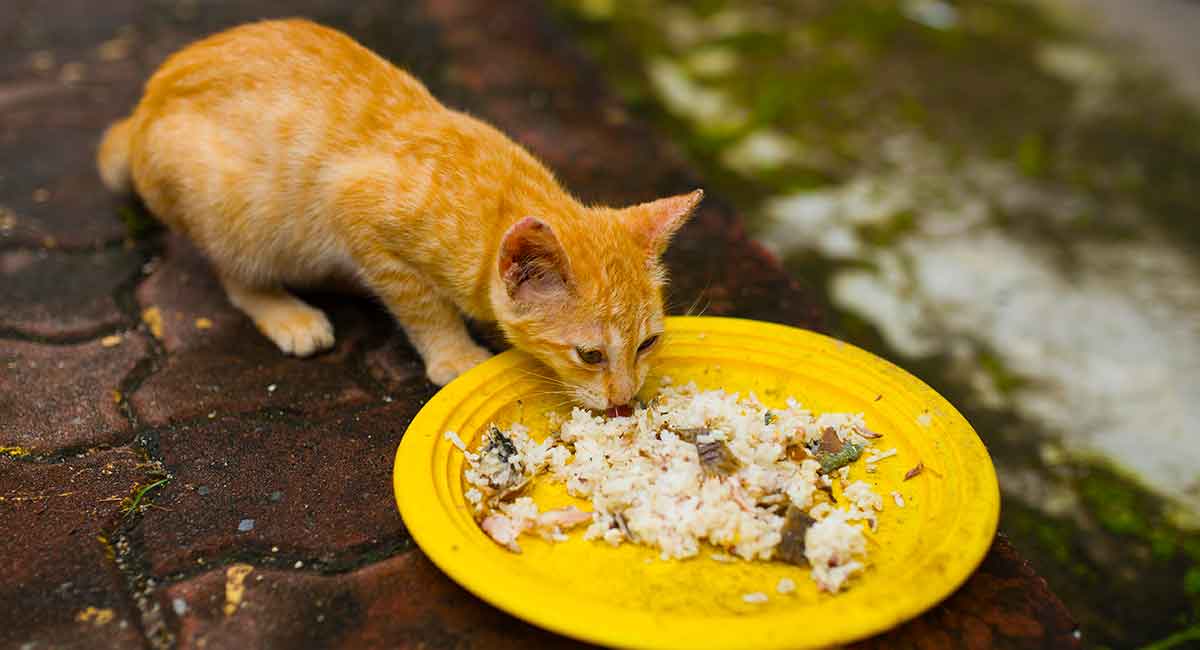 Is Rice Good In Cat Food?