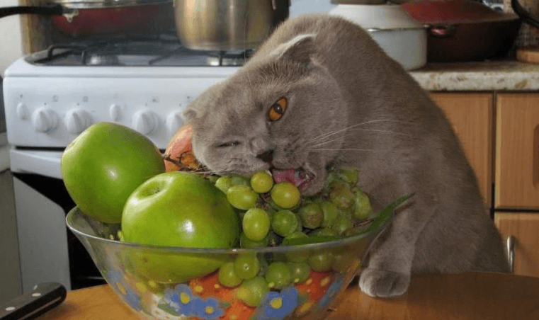 Symptoms of grape toxicity in cats