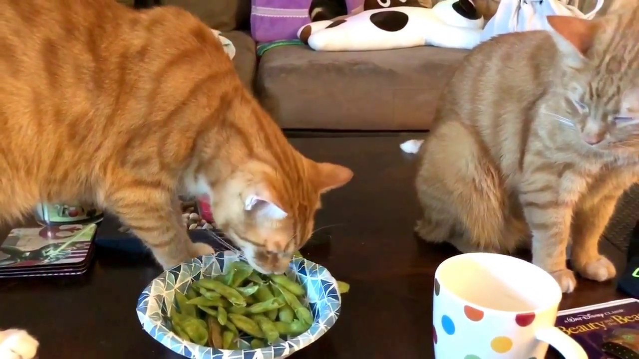The Risks of Cats Eating Edamame