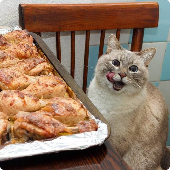 What Can You Feed Your Cat Instead Of Rotisserie Chicken?