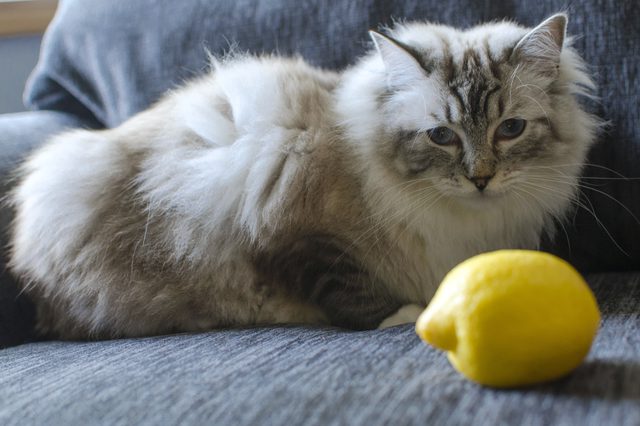 What Should You Do If Your Cat Eat Lemon Juice?