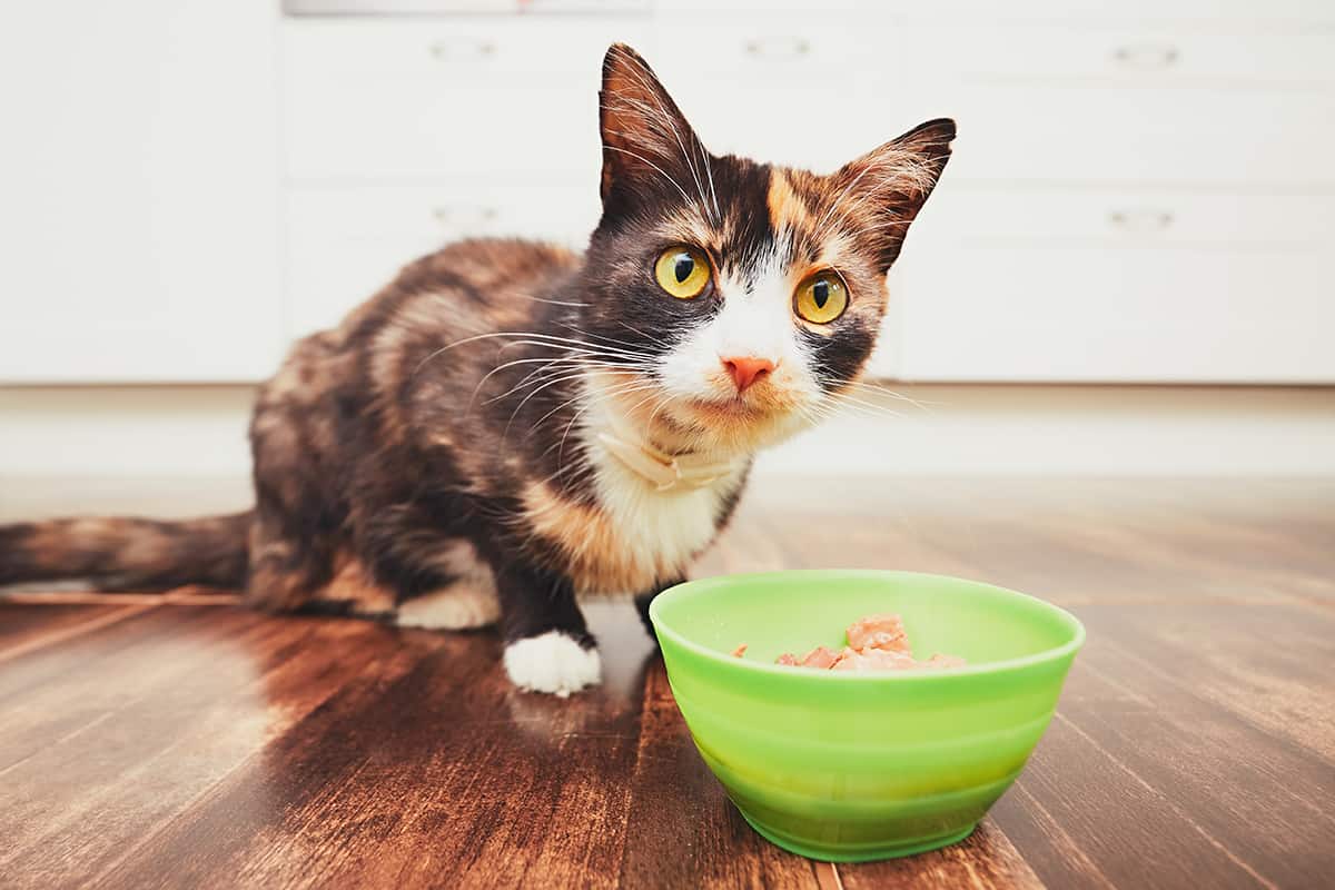 What To Do If Your Cat Eats Many Tortillas?