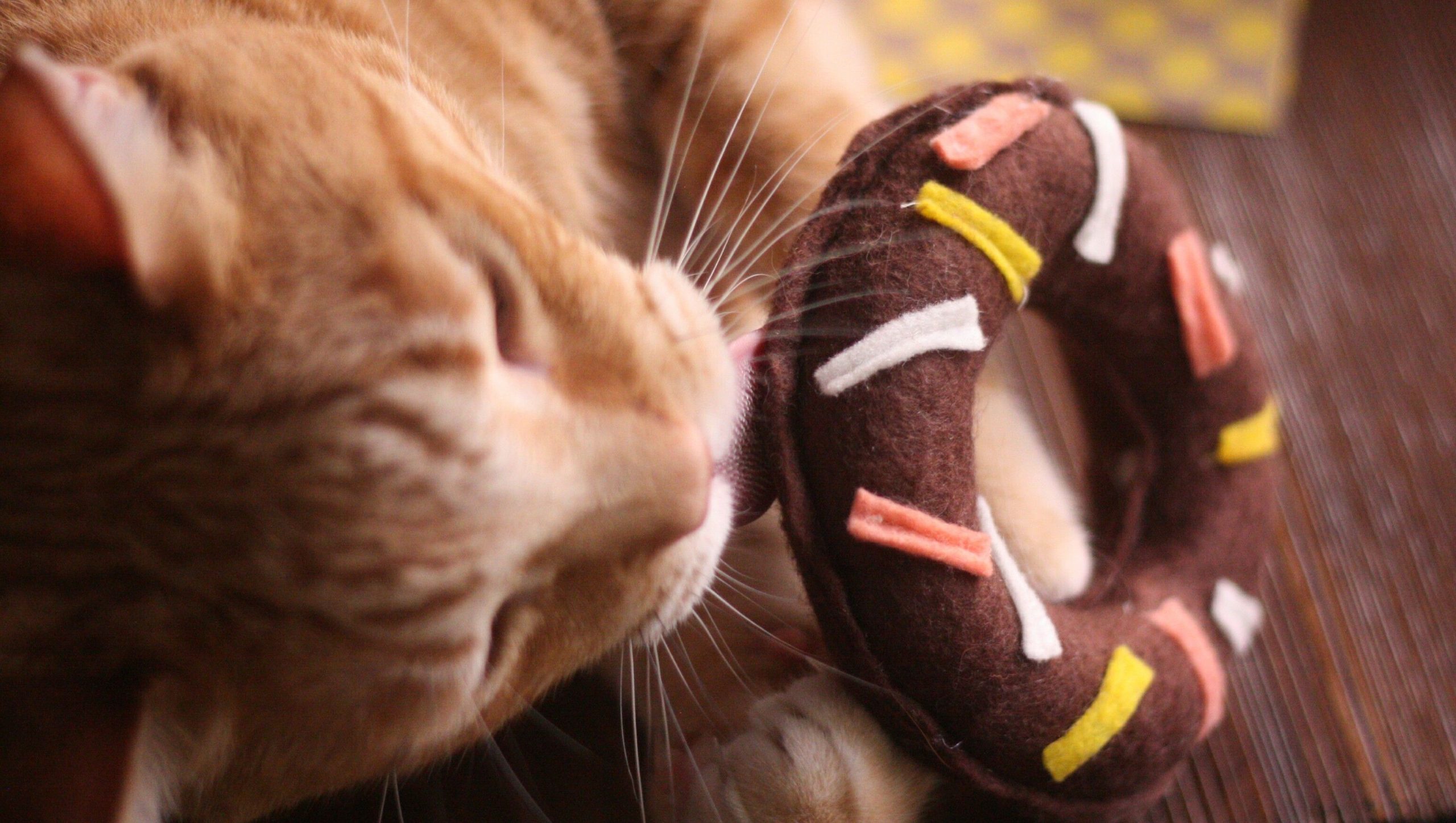 What to Do If Your Cat Eats the Donut